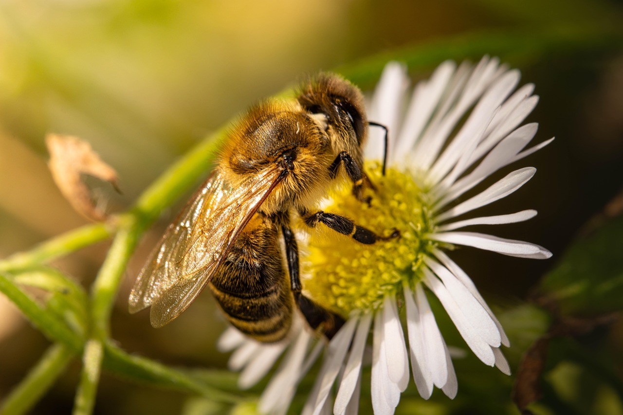 Honey from the Dead: The Strange Diet of Vulture Bees