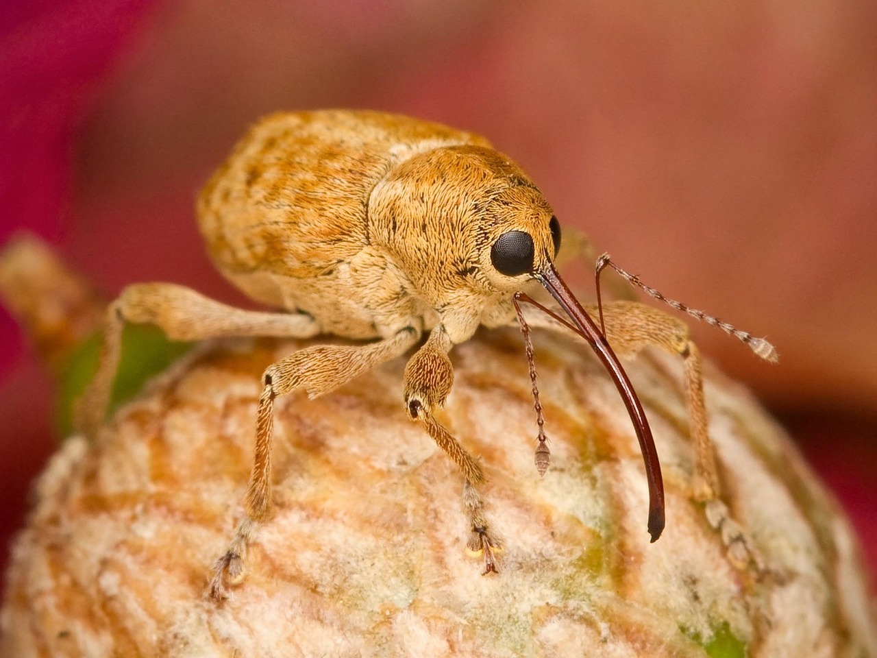 The Weevil Invasion Force (image credits: pixabay)
