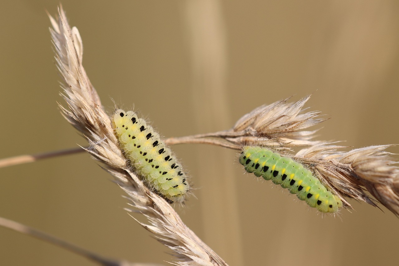 Pantry Moths: The Uninvited Dinner Guests (image credits: pixabay)