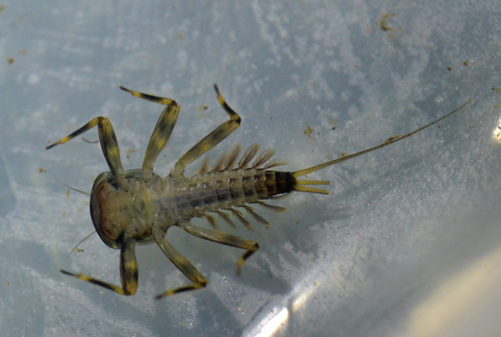How These Tiny Travelers Survive Processing (image credits: flickr)
