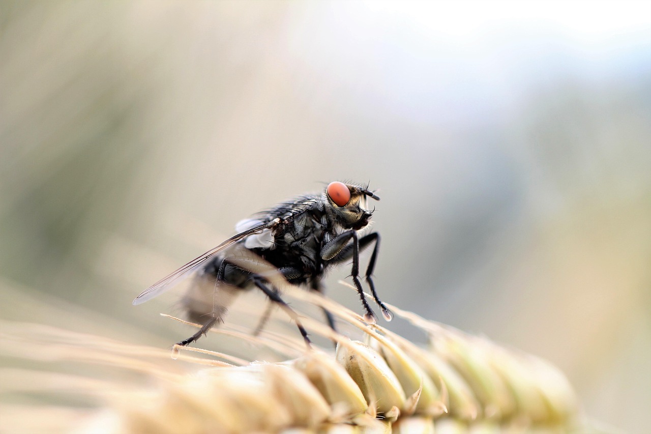 The Beneficial Side of Tiny Passengers (image credits: pixabay)