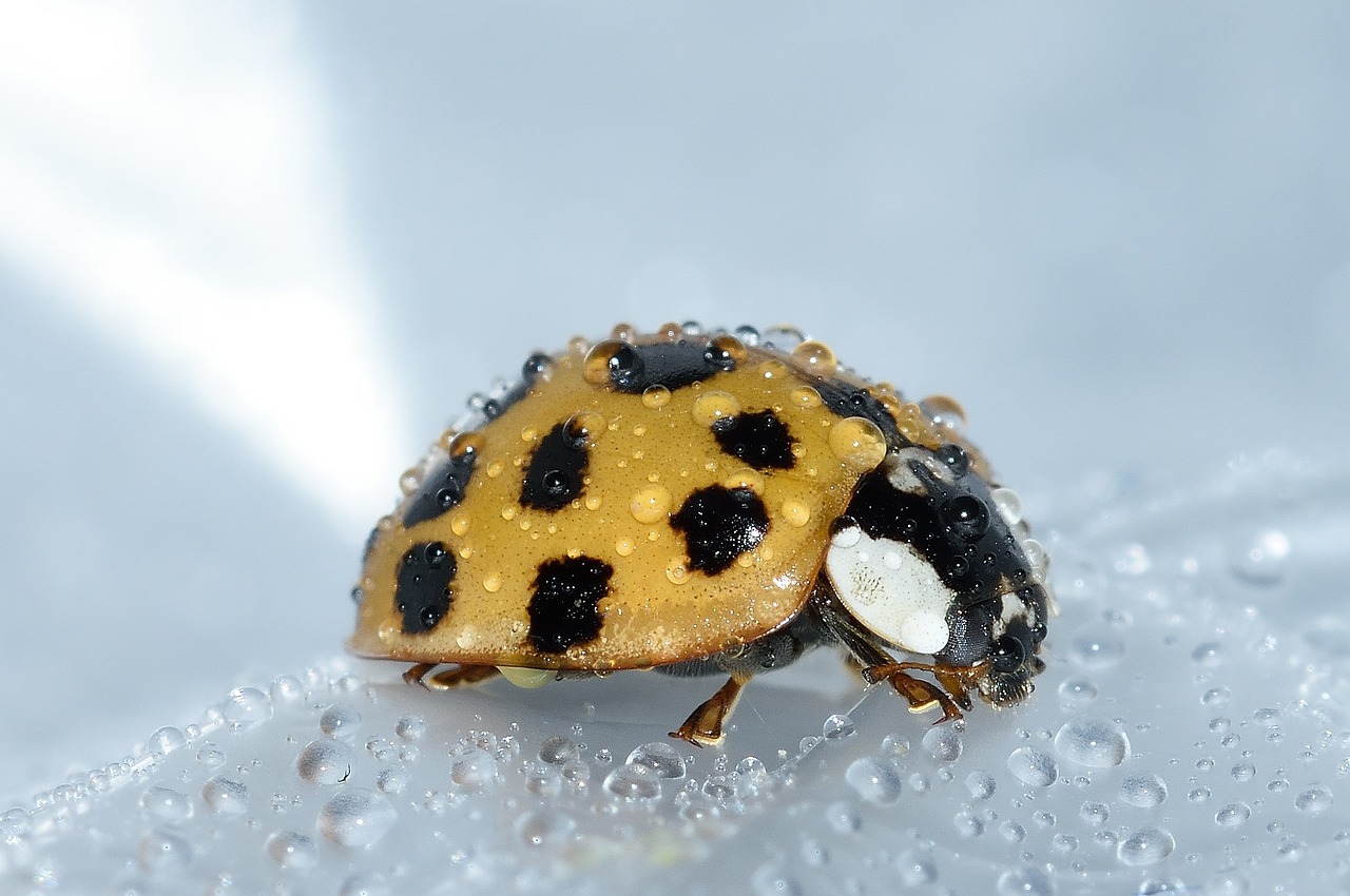 The Shocking Scale of Indoor Infestations (image credits: pixabay)