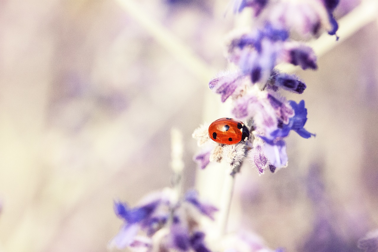 Allergic Reactions and Health Concerns (image credits: pixabay)