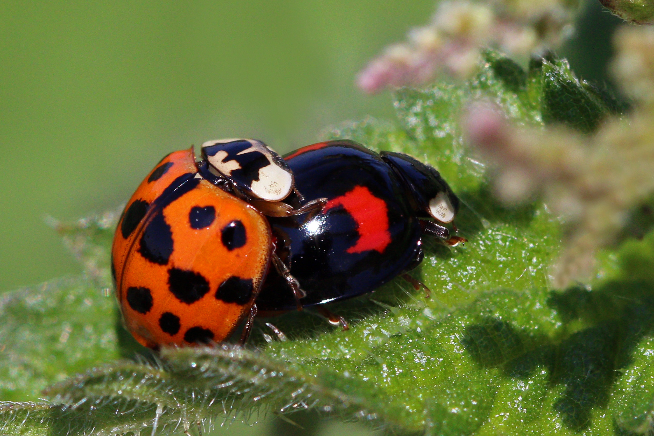 How They Differ from Beloved Native Ladybugs (image credits: wikimedia)