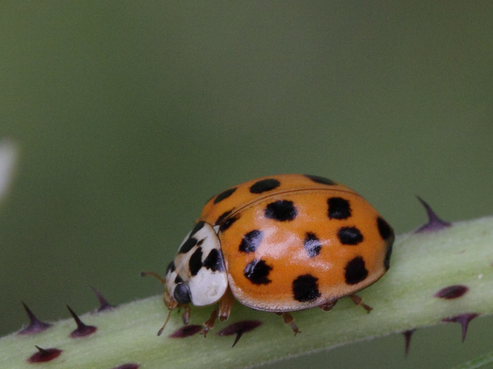 The Environmental Impact Beyond Your Home (image credits: wikimedia)
