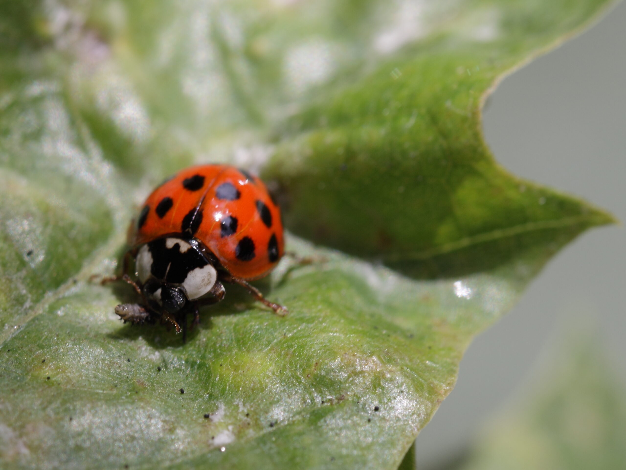Seasonal Timing and Predictable Invasion Windows (image credits: wikimedia)