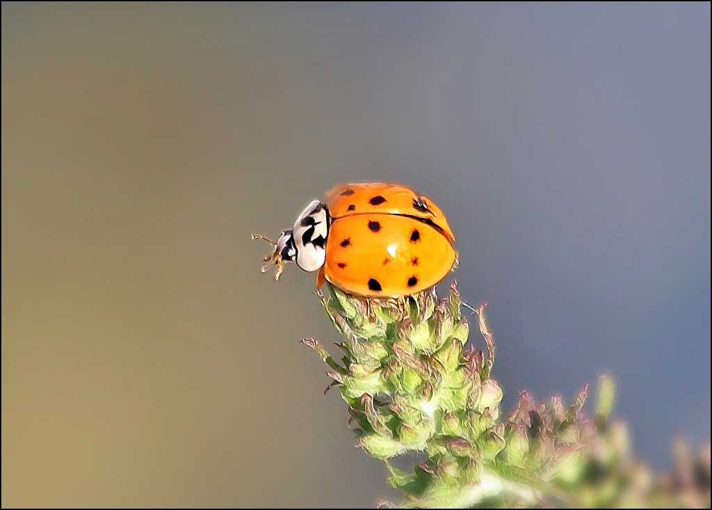 Why Traditional Pest Control Methods Often Fail (image credits: flickr)