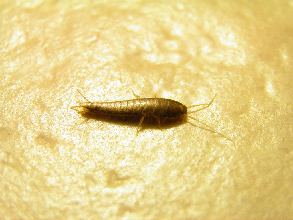 The Ancient Bathroom Invaders (image credits: flickr)