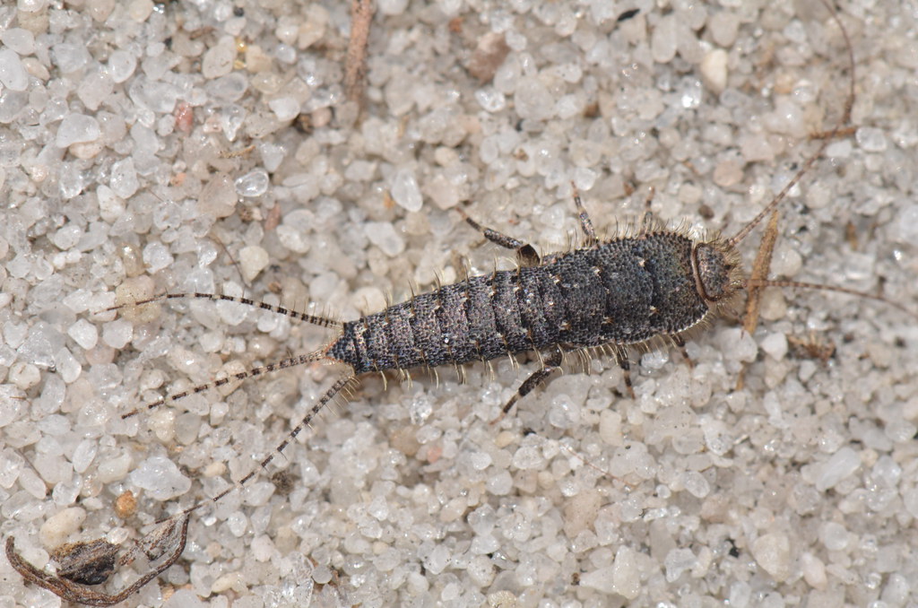 Silverfish Diet: More Than Just Paper (image credits: flickr)