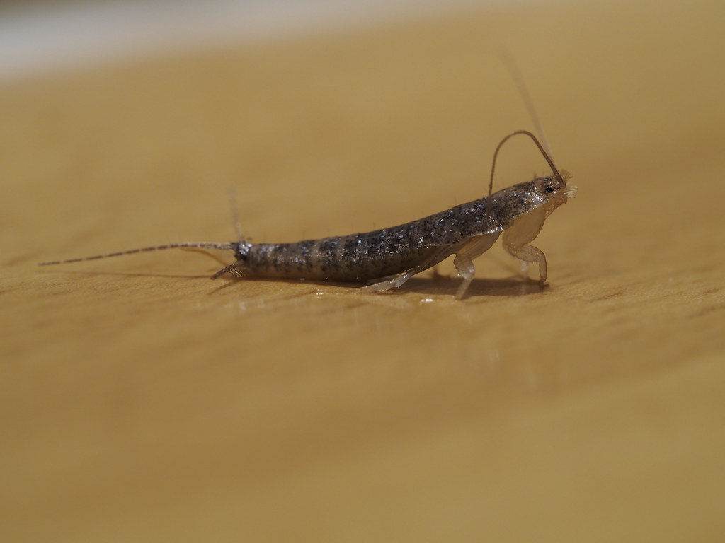 Reproduction and Life Cycles in Humid Environments (image credits: flickr)