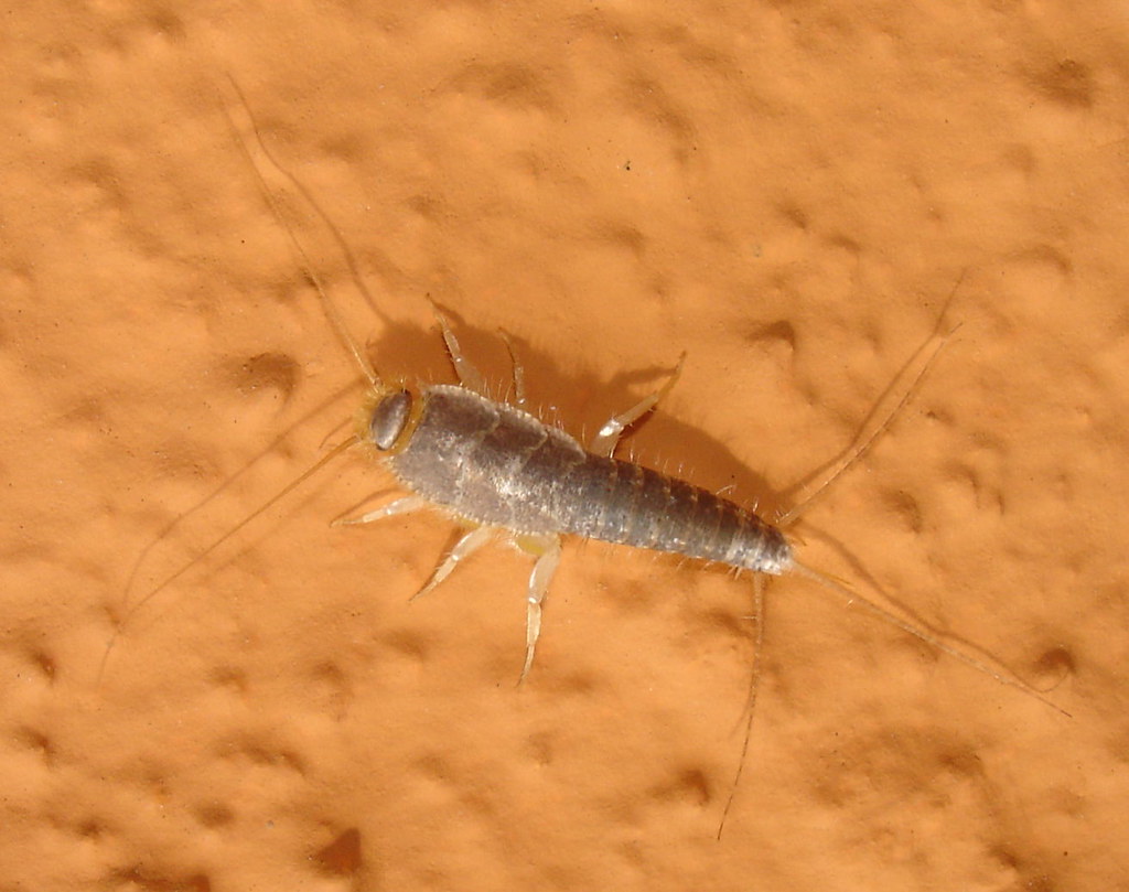 Hiding Spots: Where Silverfish Call Home (image credits: flickr)