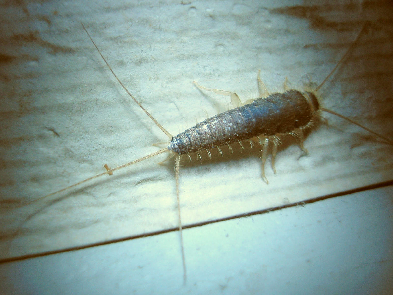 The Science of Silverfish Sensors (image credits: wikimedia)