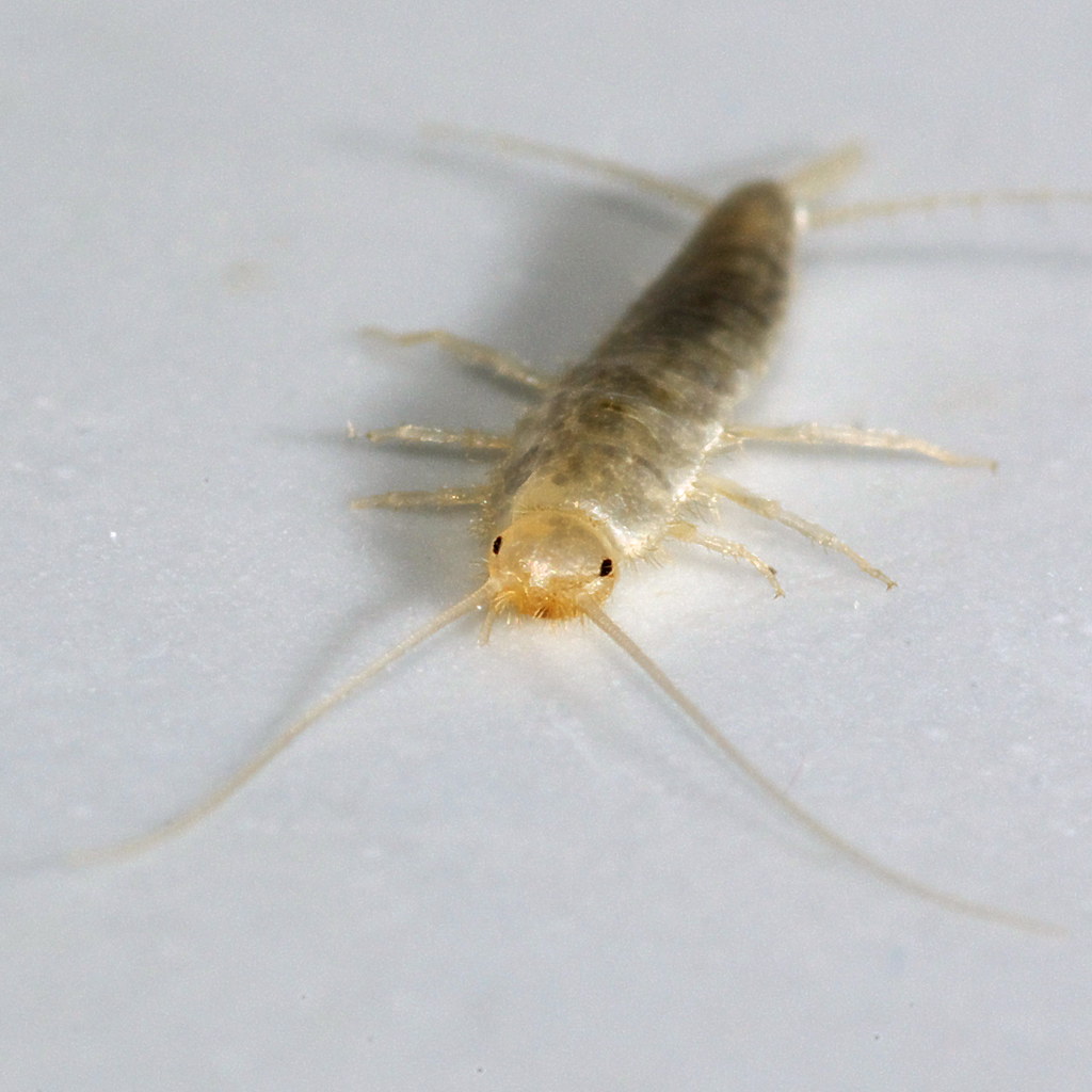 Seasonal Patterns and Bathroom Invasions (image credits: flickr)