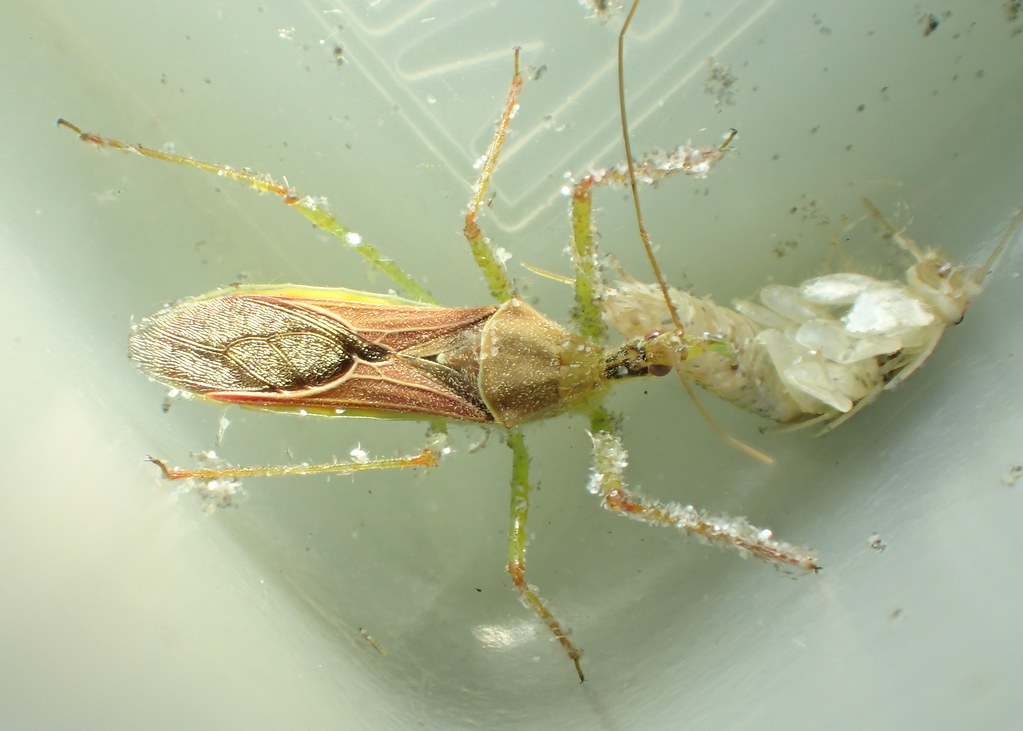 The Bathroom Ecosystem: Silverfish and Other Creatures (image credits: flickr)