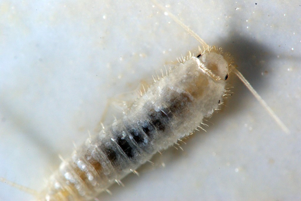 Why Silverfish Love Your Shower Almost as Much as You Do