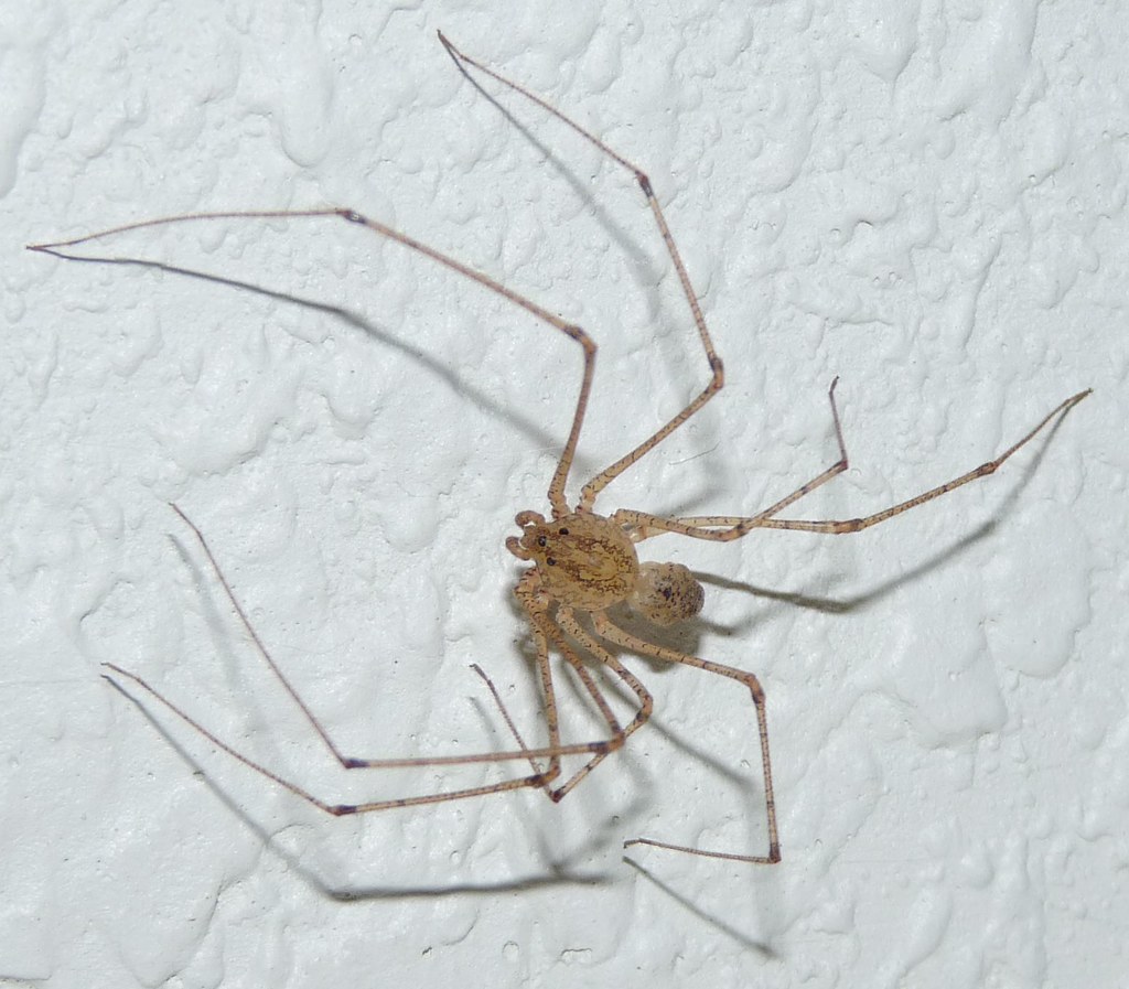 Nature's Most Efficient Pest Control System (image credits: flickr)