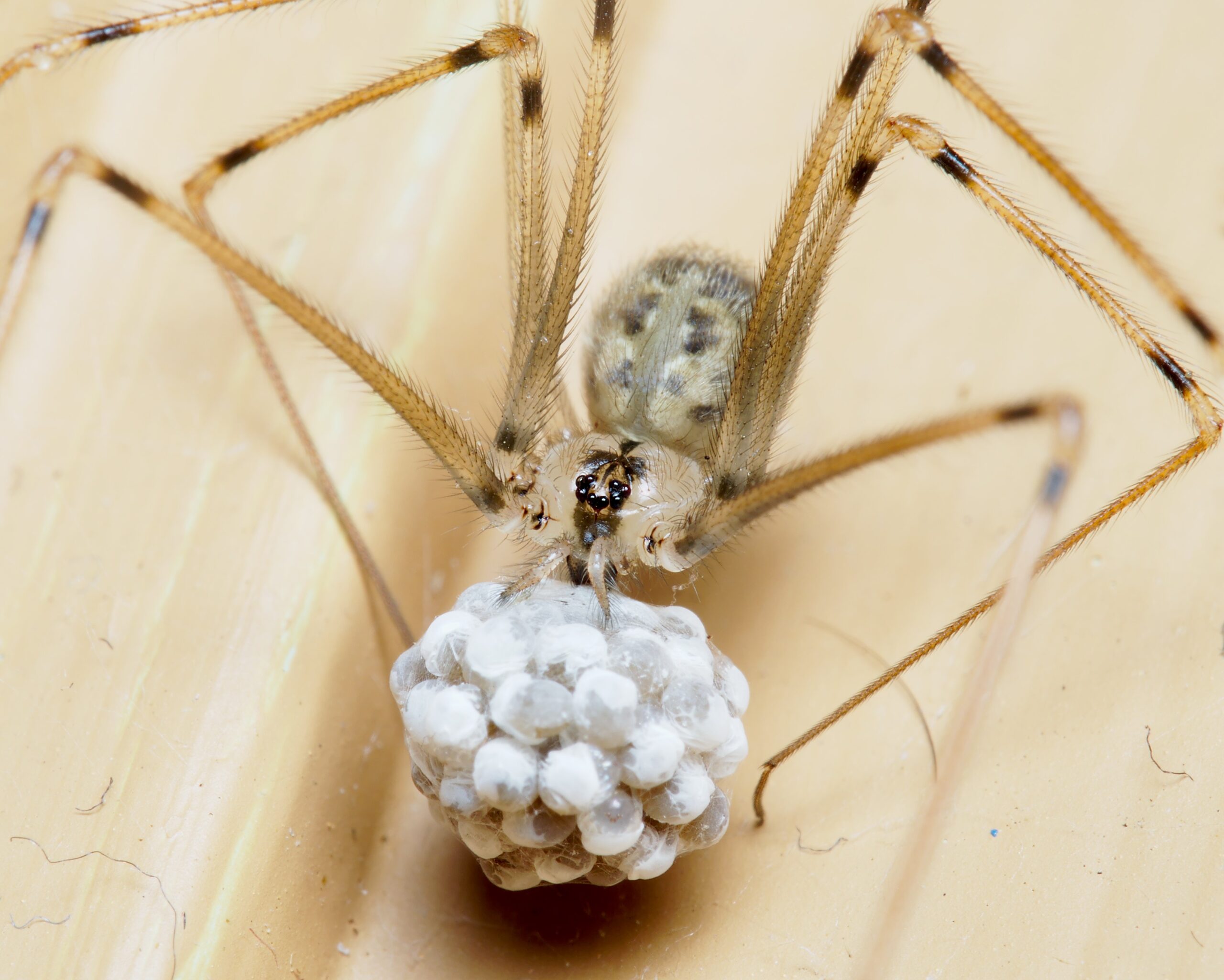 The Remarkable Reproductive Strategy That Benefits You (image credits: wikimedia)