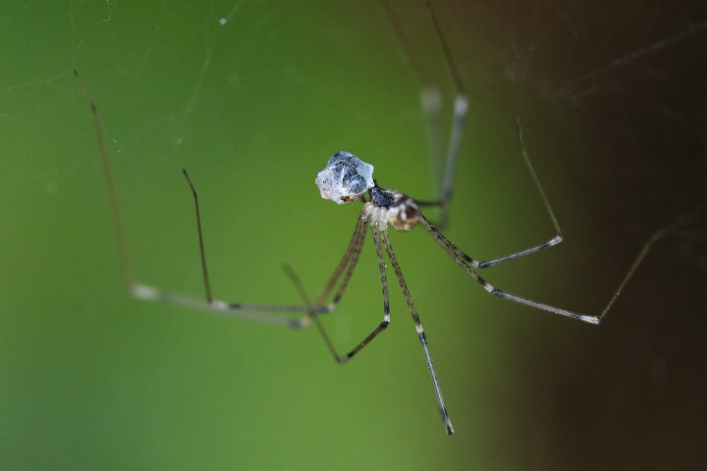 The Economic Impact of Natural Pest Control (image credits: flickr)