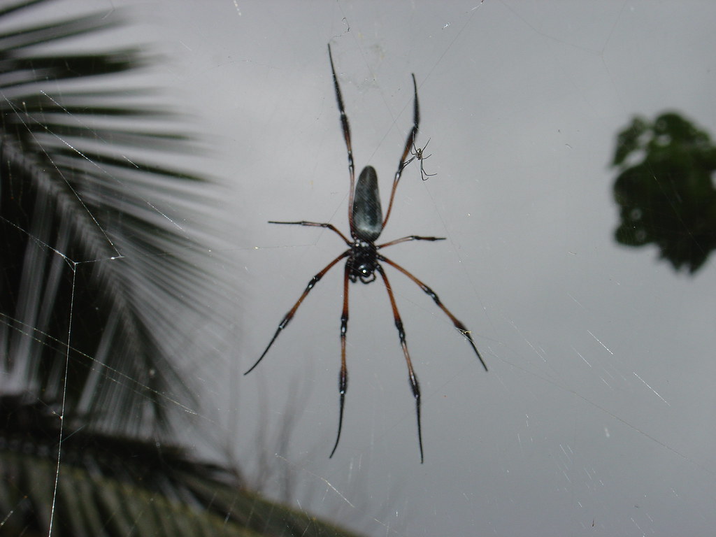 How to Coexist Peacefully with Your Eight-Legged Allies (image credits: flickr)
