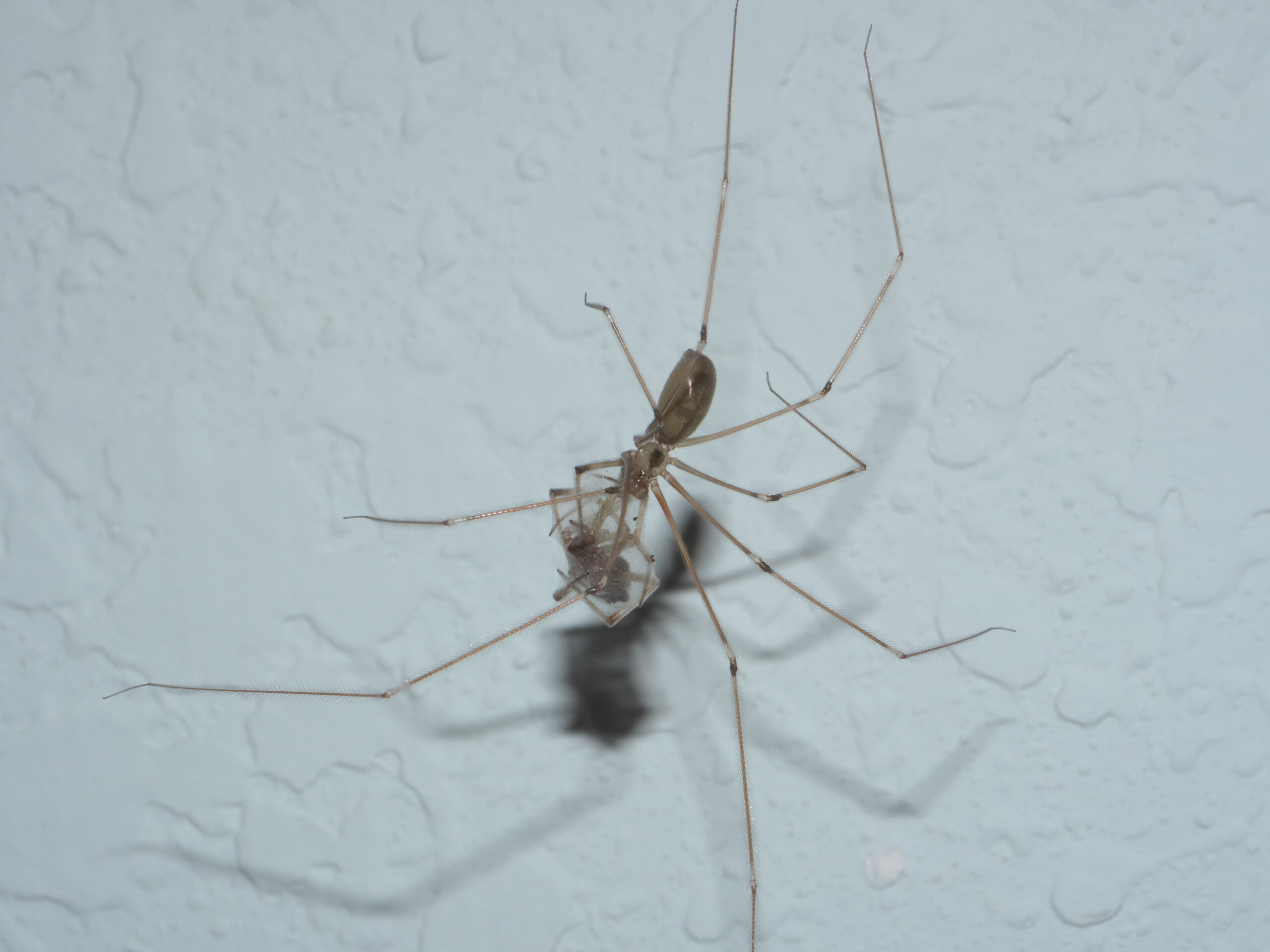 The Role of Cellar Spiders in Ecosystem Balance (image credits: wikimedia)