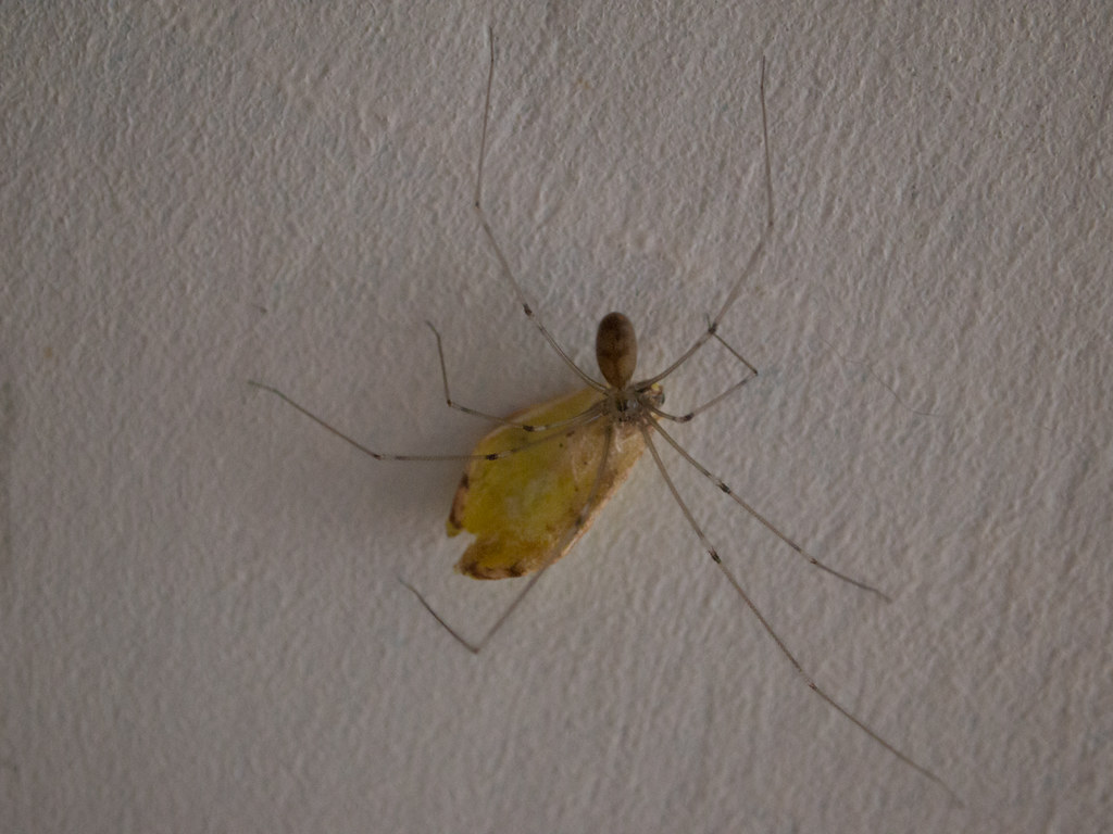 The Future of Natural Pest Management (image credits: flickr)