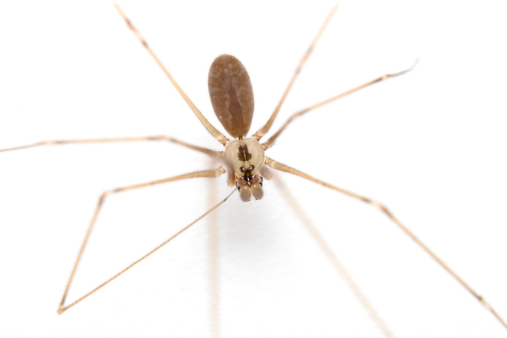 The Cellar Spider Defense Squad: Your Home's Natural Pest Control