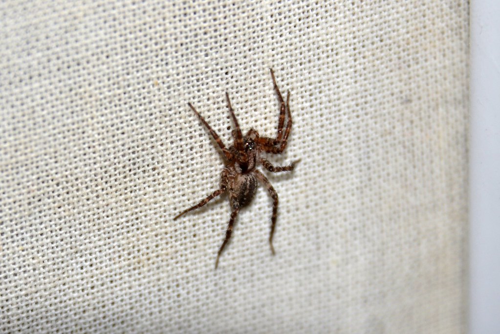 The Laundry Room Nobody Suspects (image credits: flickr)