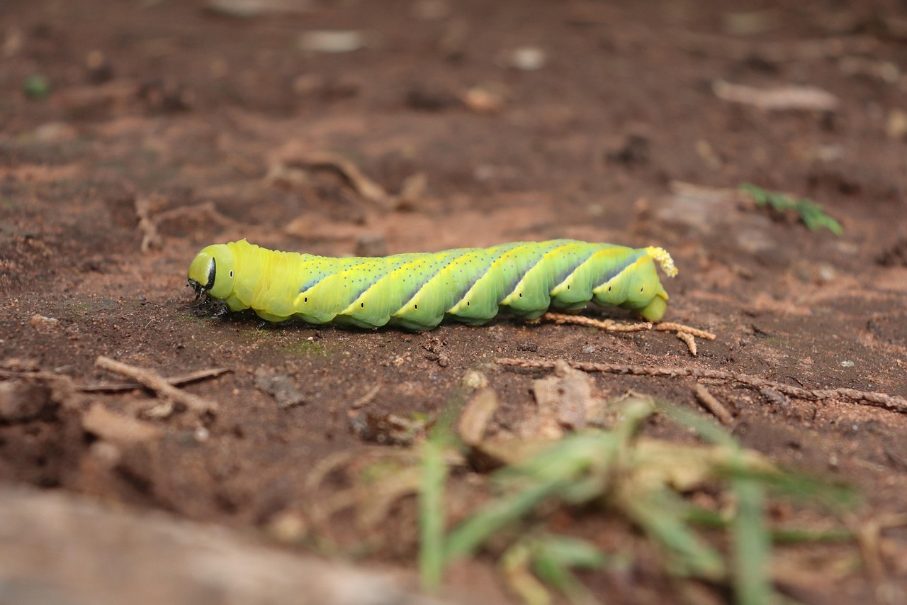 The Hidden Army Beneath Our Feet (image credits: pixabay)