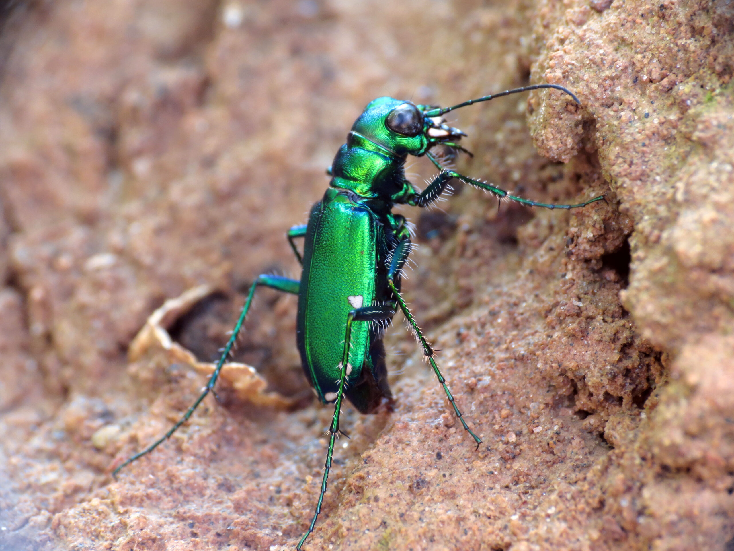 Beetles: The Soil's Heavy Machinery (image credits: wikimedia)