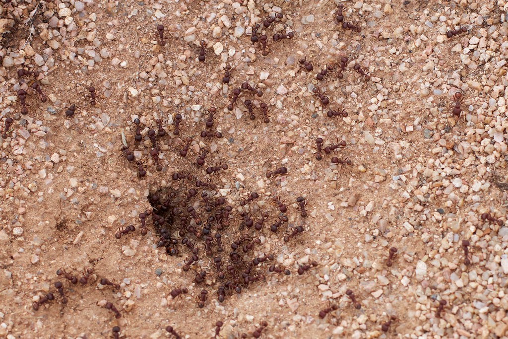 Ants: Master Soil Architects (image credits: flickr)