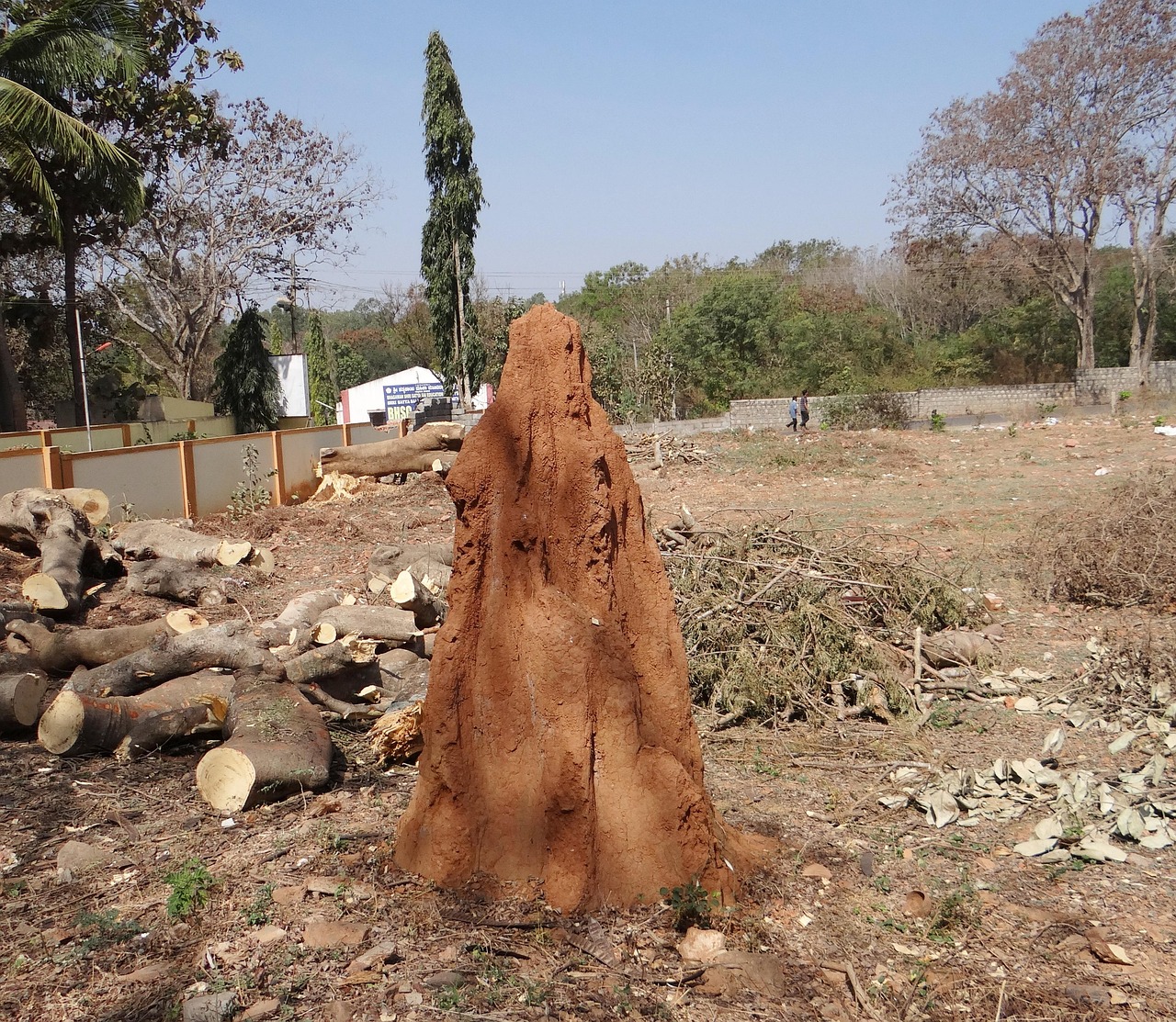 Termites: The Ultimate Decomposition Specialists (image credits: pixabay)