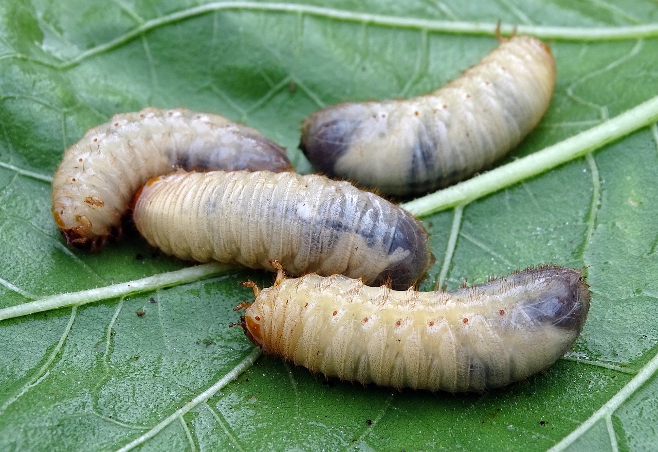 Fly Larvae: Nature's Rapid Response Team (image credits: pixabay)