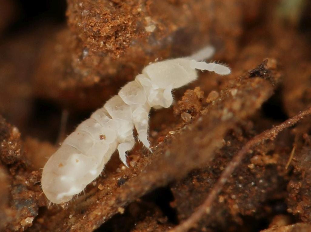 The Microscopic Helpers (image credits: wikimedia)