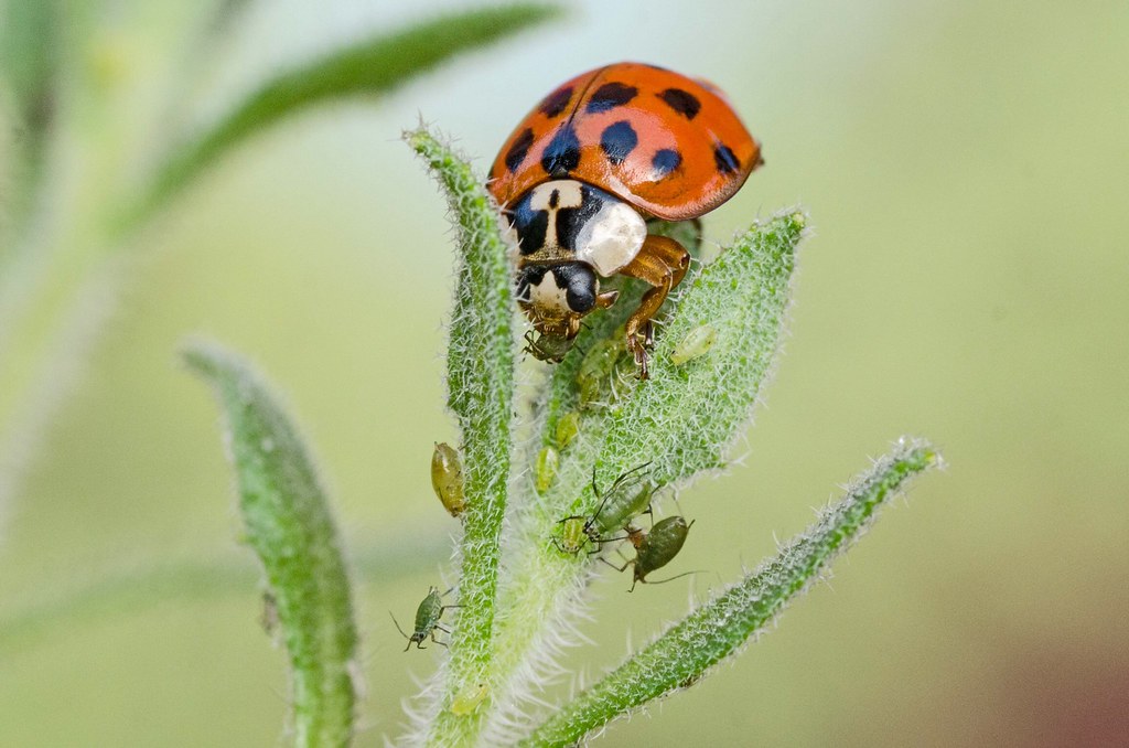The Truth About True Ladybugs (image credits: flickr)