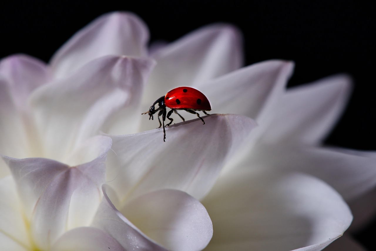 Asian Lady Beetles: The Game Changers (image credits: pixabay)