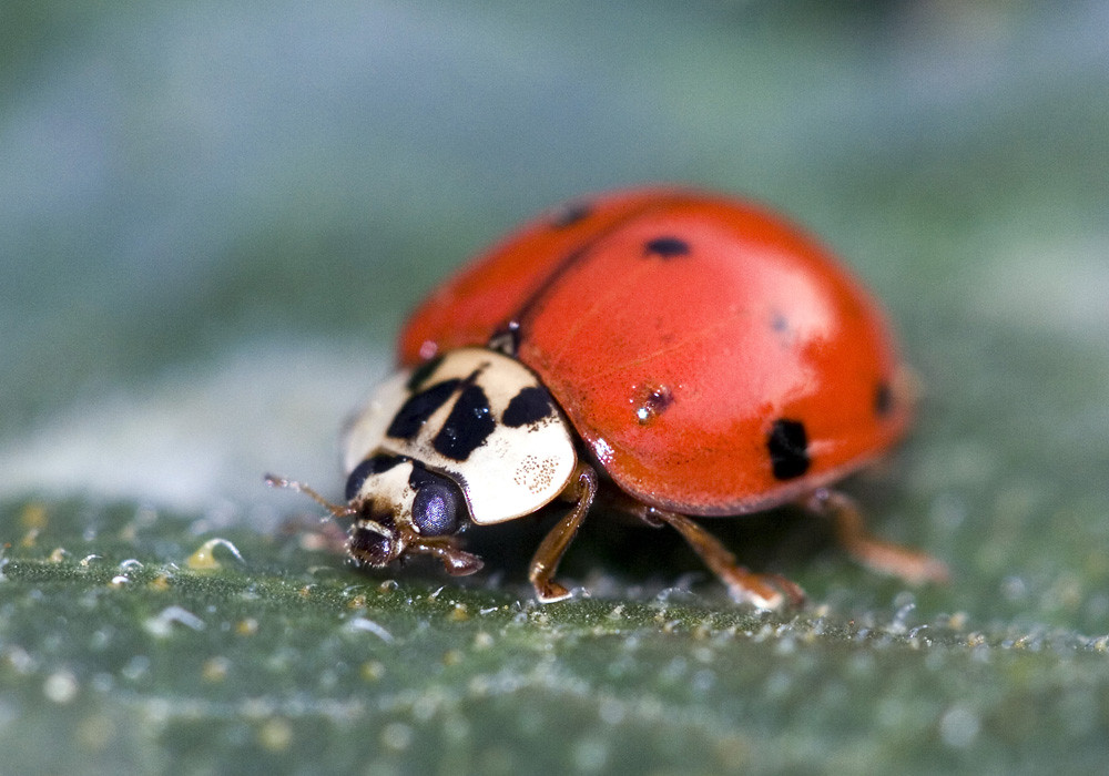 The Science Behind the Bite (image credits: flickr)