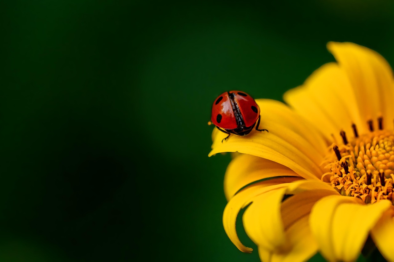 Why Ladybugs Bite in the First Place (image credits: pixabay)