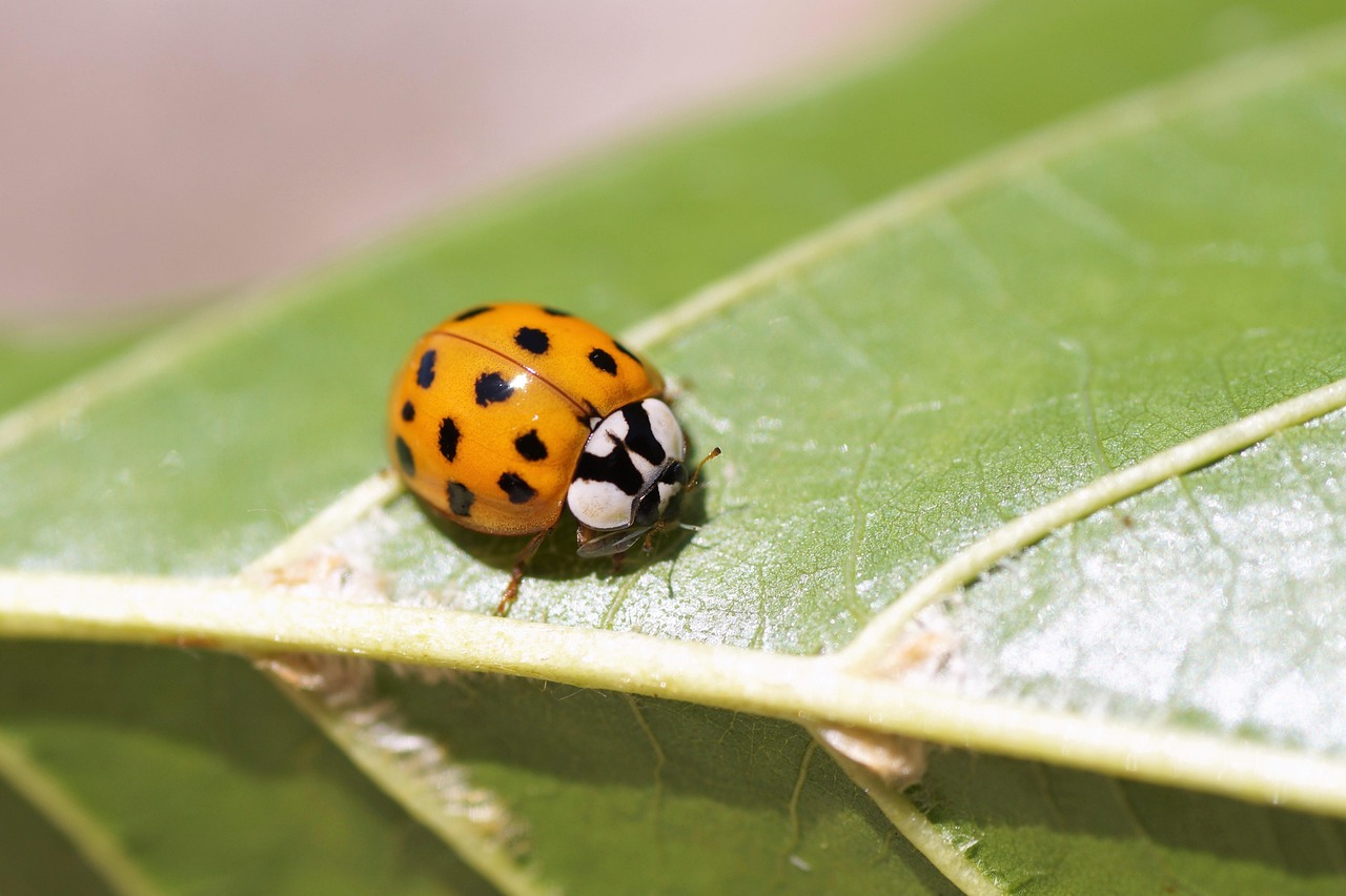 Are Ladybug Bites Dangerous? (image credits: pixabay)