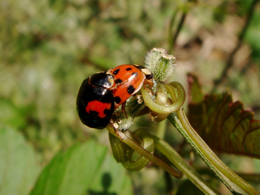 Seasonal Patterns in Biting Behavior (image credits: flickr)