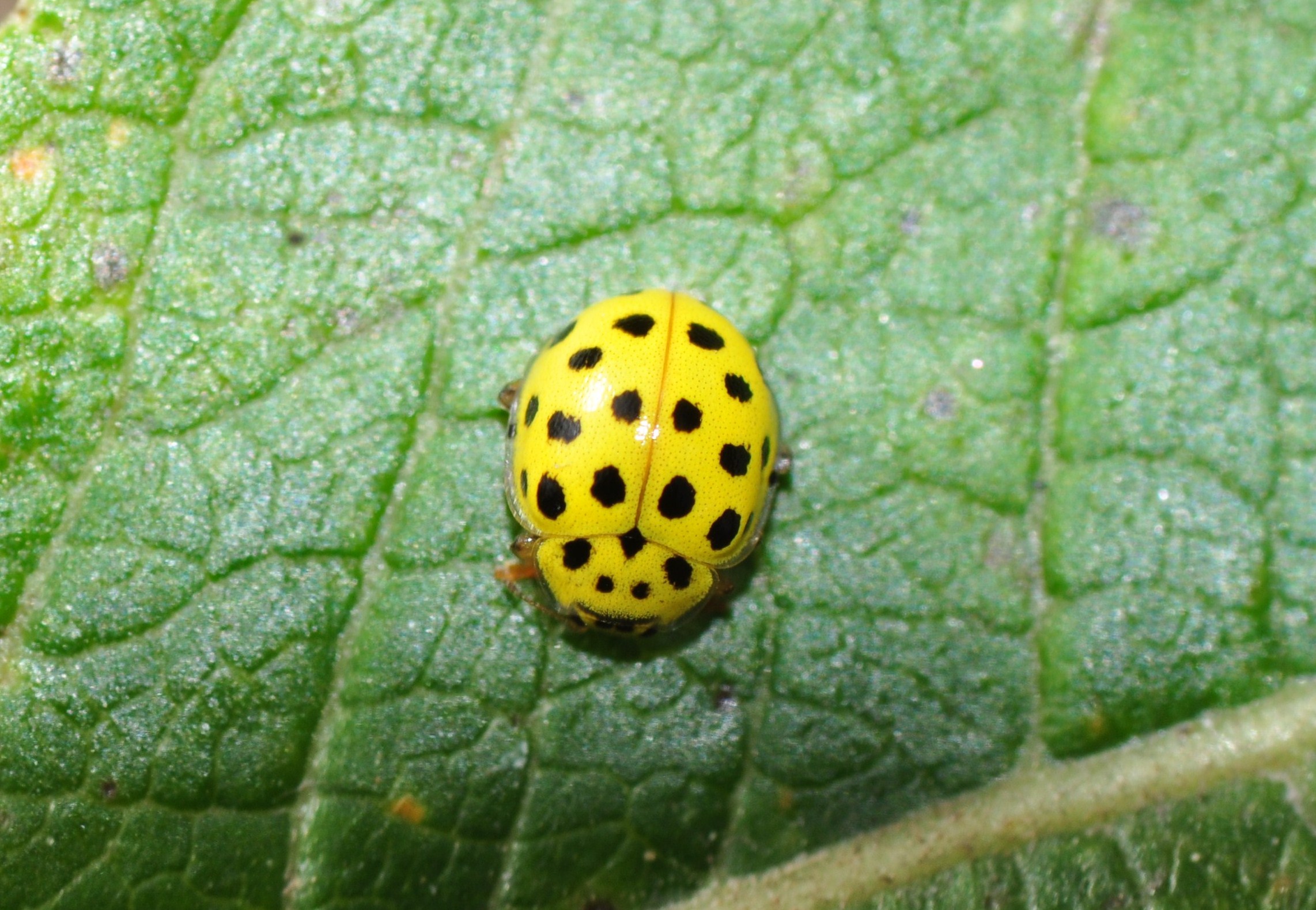 Geographic Variations in Biting Species (image credits: wikimedia)