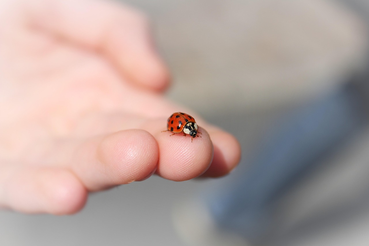 How to Avoid Getting Bitten (image credits: pixabay)