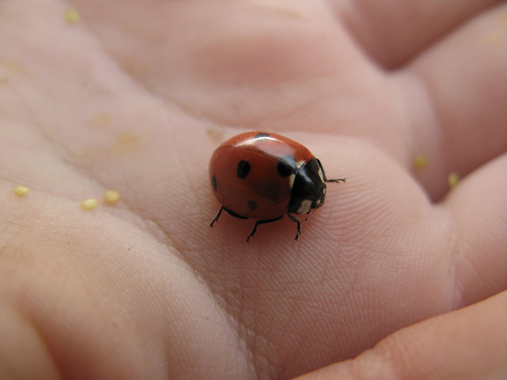 What to Do If You Get Bitten (image credits: flickr)