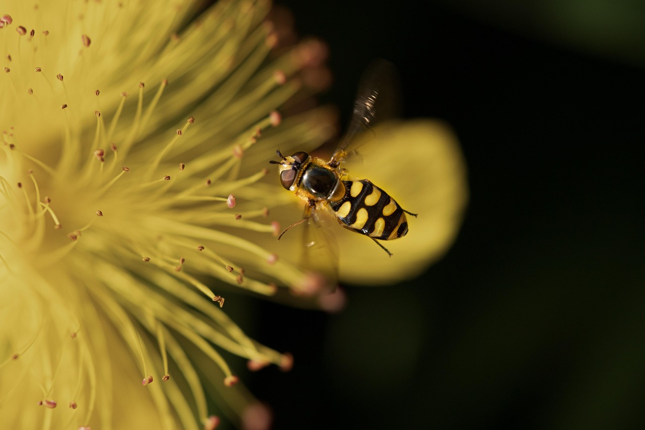 The Bee That's Actually a Fly (image credits: pixabay)