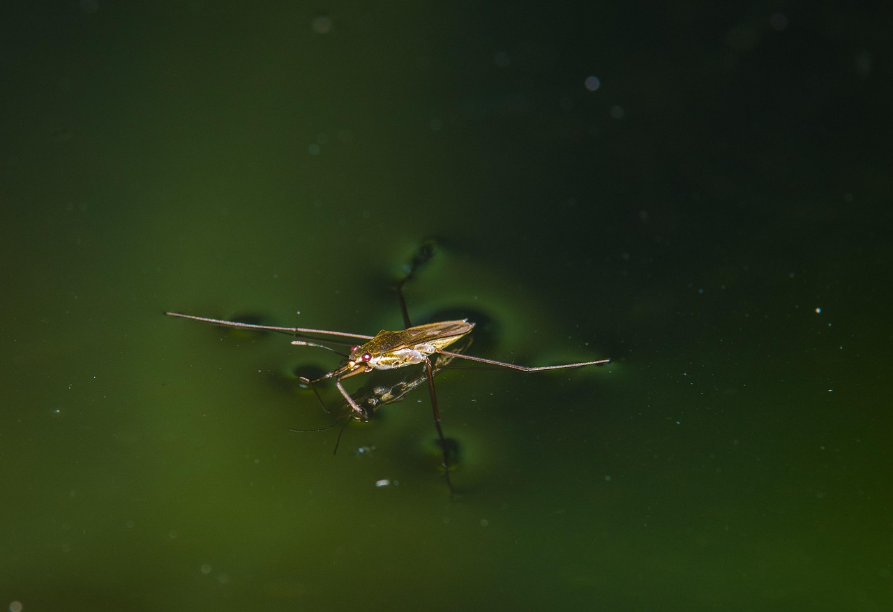 The Spider That Lives in Water (image credits: pixabay)