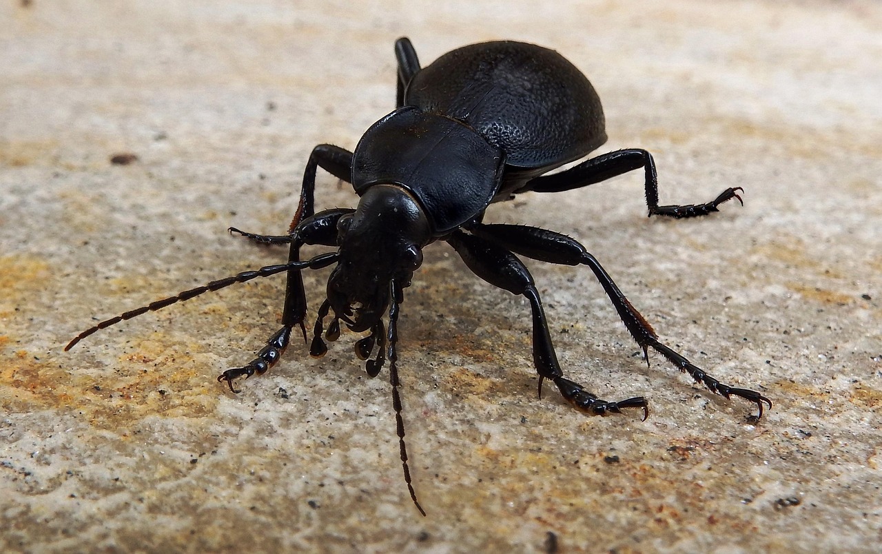 The Cockroach That's Actually Beneficial (image credits: pixabay)