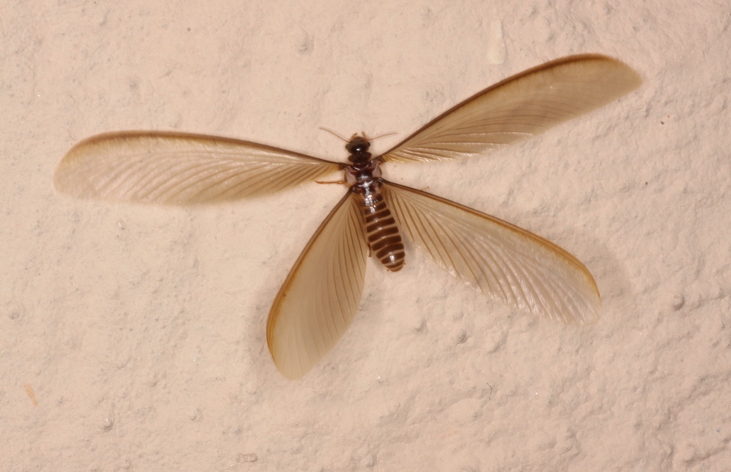 The Termite That's Flying Around Your Light (image credits: wikimedia)