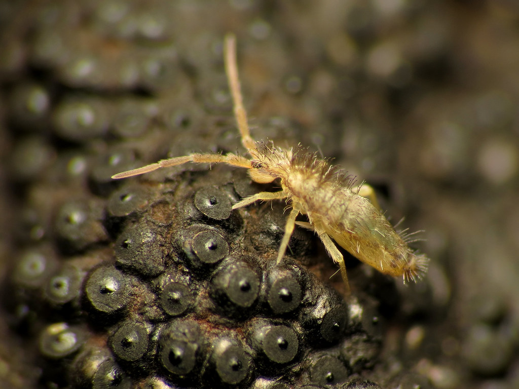 The Flea That's Actually a Springtail (image credits: flickr)