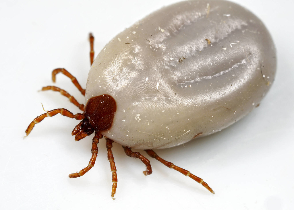 The Tick That's Really a Spider (image credits: flickr)