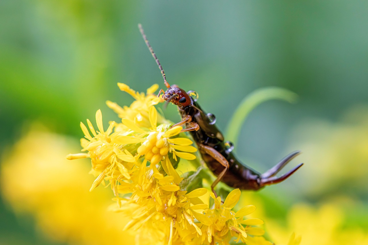 The Earwig That's Not What You Think (image credits: pixabay)