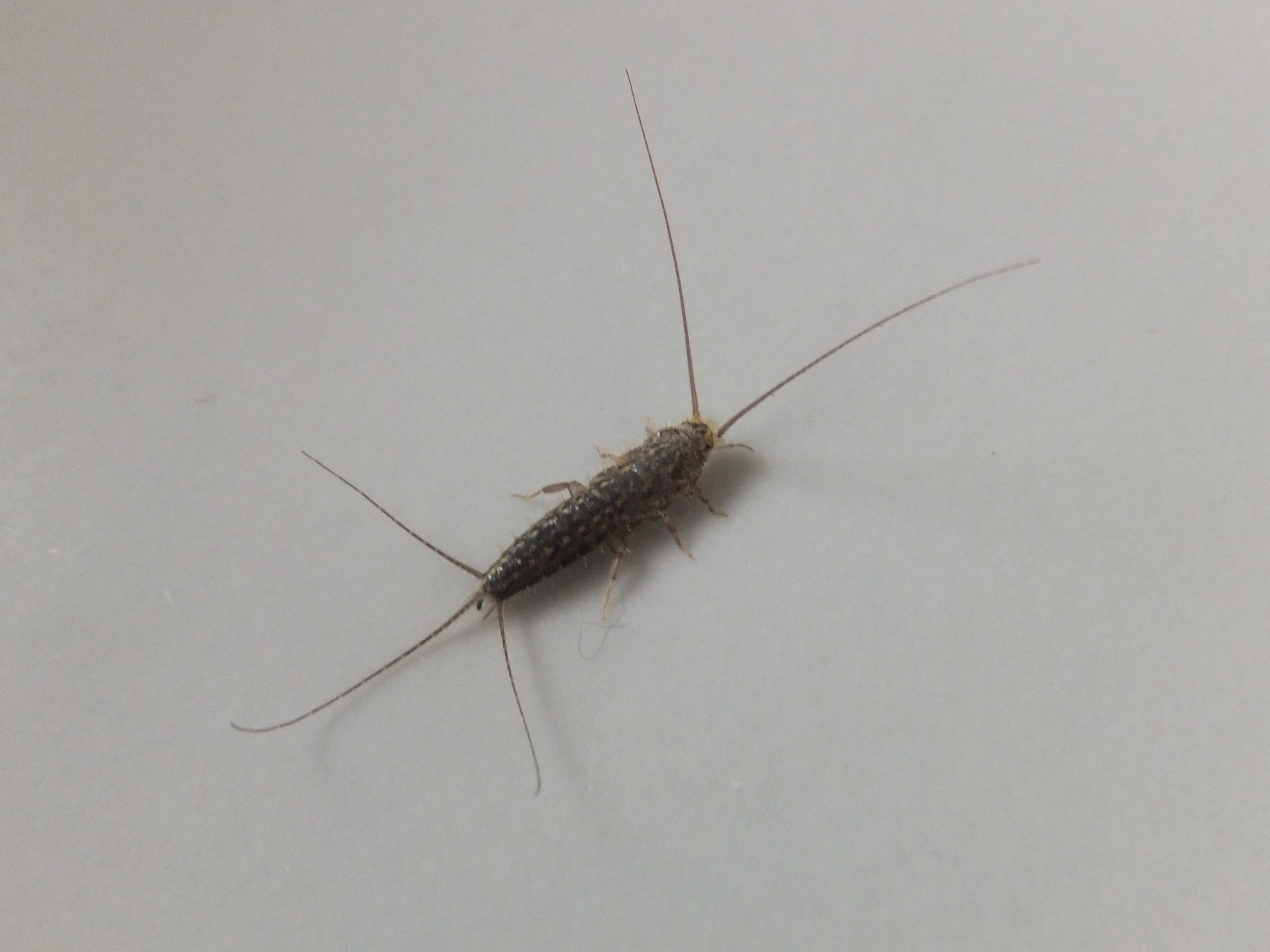 The Silverfish That's Actually a Firebrat (image credits: wikimedia)